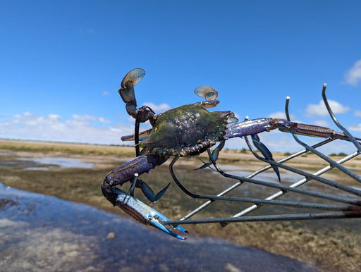 Yorke Peninsula Blue Swimmer Crab Catch N Dine - We Wander