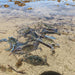 Yorke Peninsula Blue Swimmer Crab Catch N Dine - We Wander