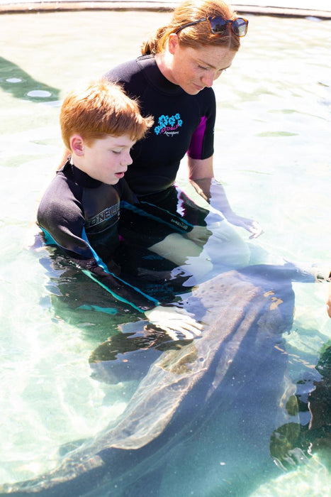 Zebra Shark Encounter With Entry Pass - We Wander