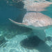 Zebra Shark Encounter With Entry Pass - We Wander