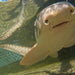 Zebra Shark Encounter With Entry Pass - We Wander