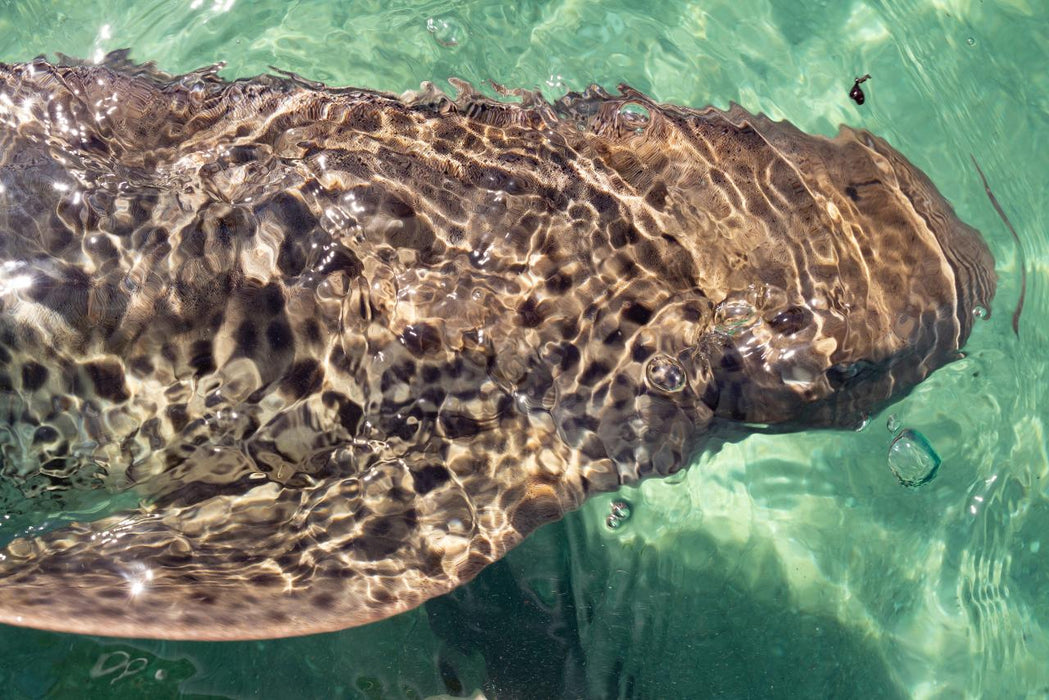 Zebra Shark Encounter With Entry Pass - We Wander