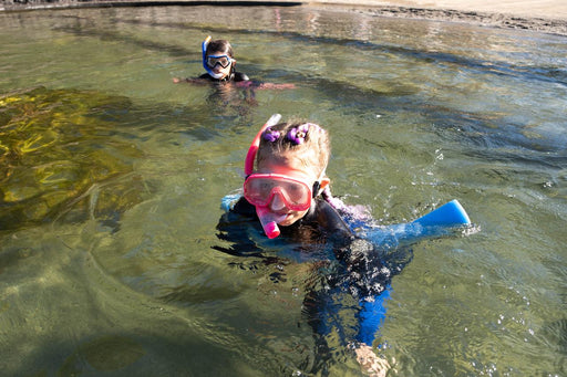 Zebra Shark Snorkel With Entry Pass - We Wander